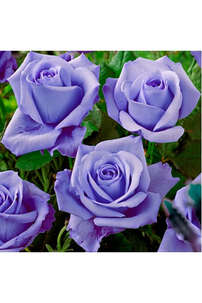 Роза чайно-гибридная ’Голубой Нил’